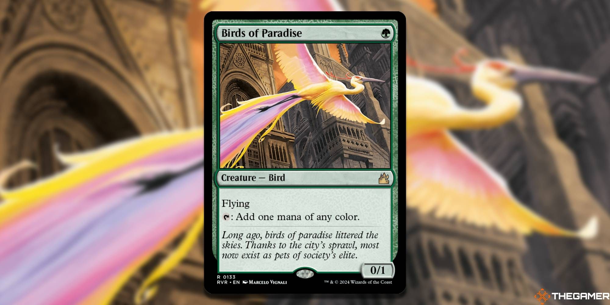 Birds of Paradise by Marcelo Vignali
