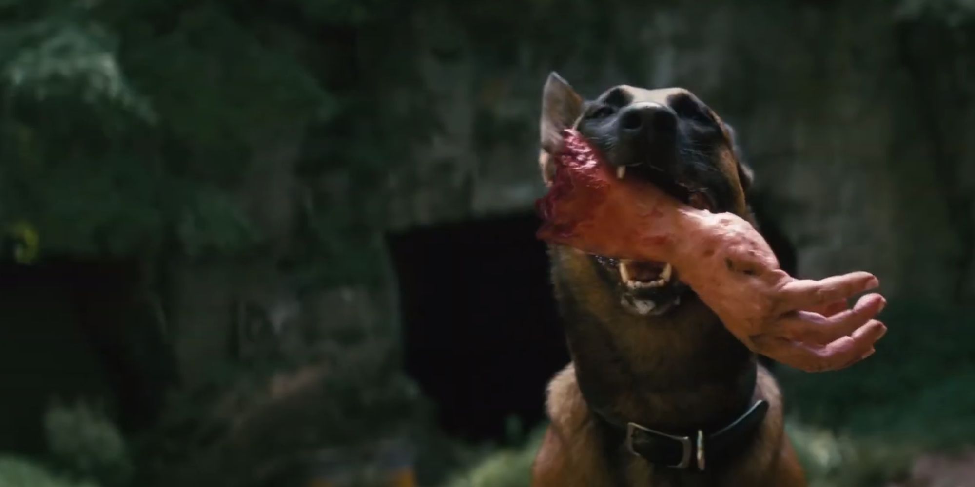 A dog holding a dismembered hand in their mouth
