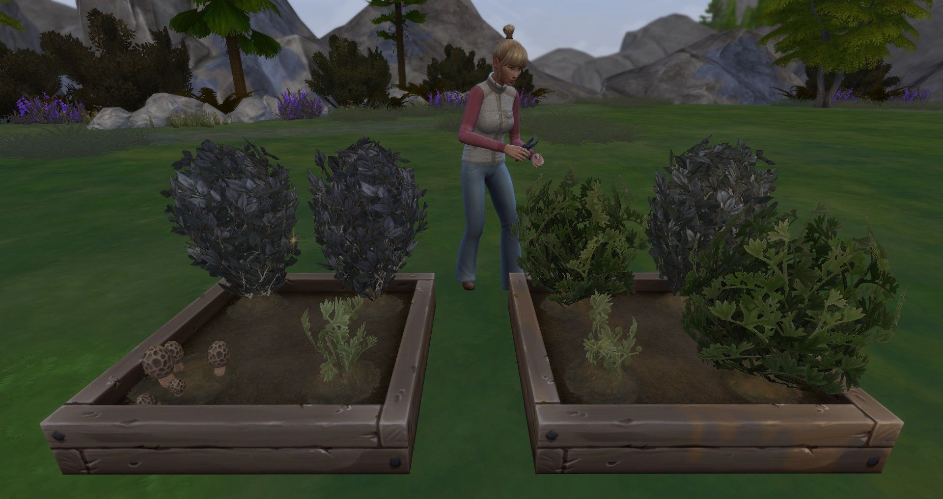 a sim about to take a cutting of a rare herb the sims 4 herbalism skill
