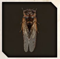 Cicada icon from Like a Dragon Infinite Wealth.