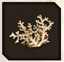 Coral icon in Like a Dragon Infinite Wealth.