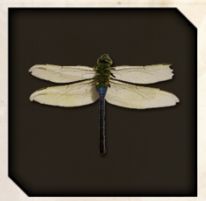 Dragonfly icon from Like a Dragon Infinite Wealth.