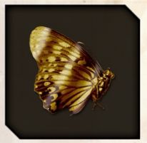 Golden Flutter icon from Like a Dragon Infinite Wealth.