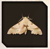 Moth icon from Like a Dragon Infinite Wealth