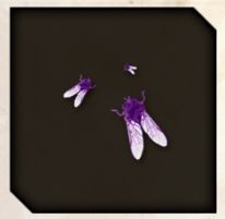 Poison Gnat icon from Like a Dragon Infinite Wealth.