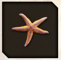 Starfish icon in Like a Dragon Infinite Wealth.