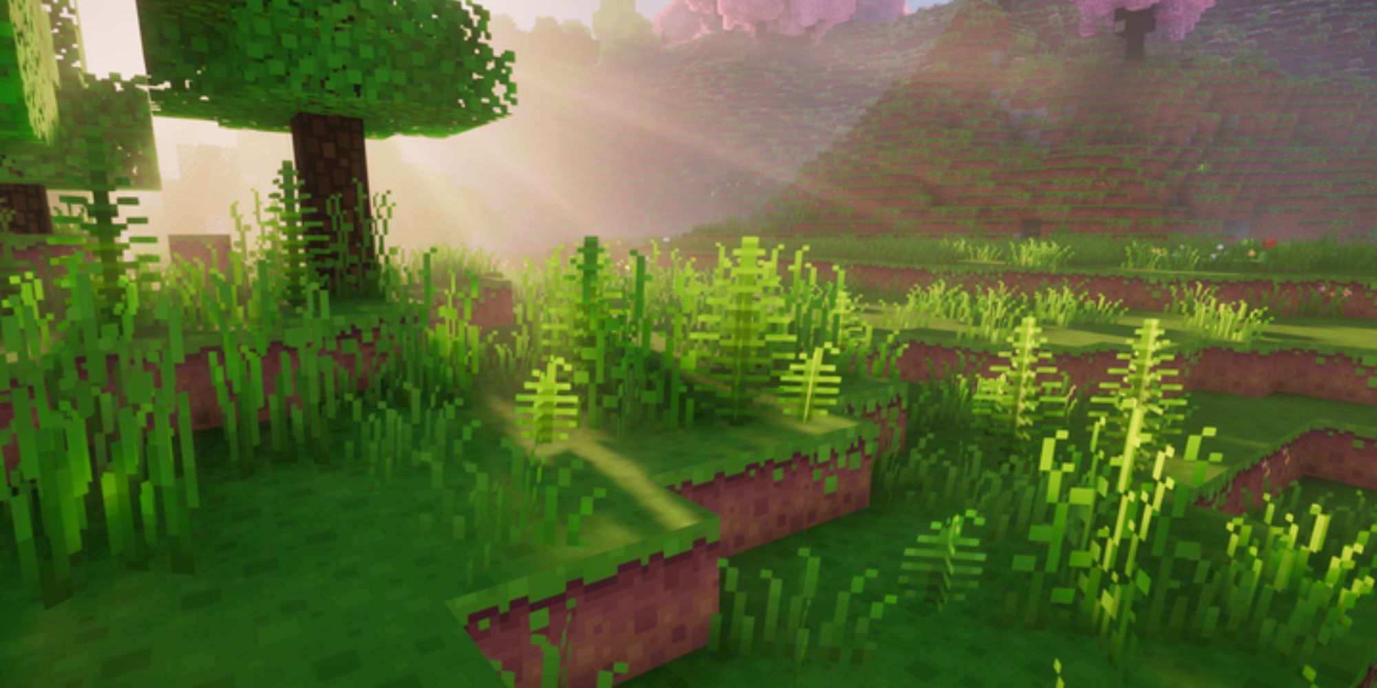 A scenic view with sun shafts shining over a tree and nearby grassland during a sunrise.