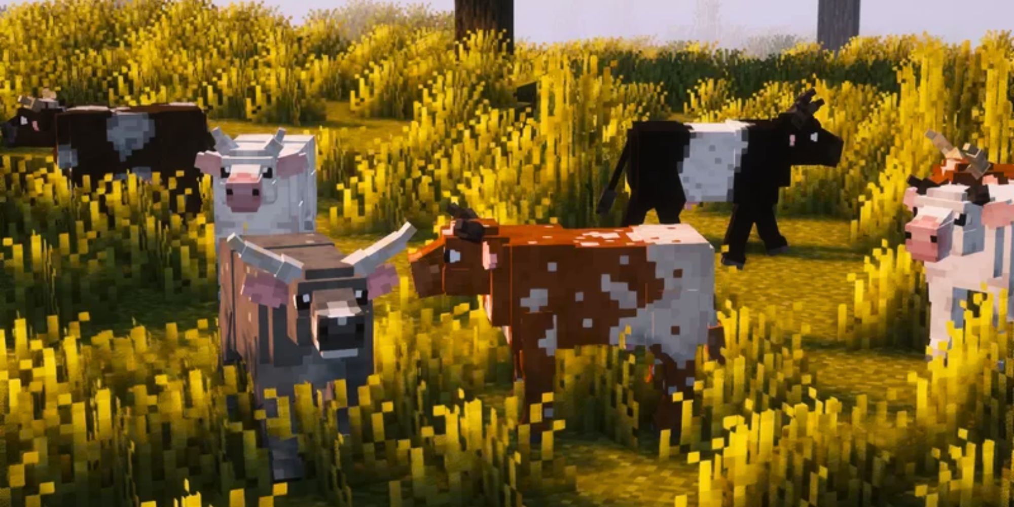 Cute, retextured cows and bulls with horns grazing on grass during a sunset.
