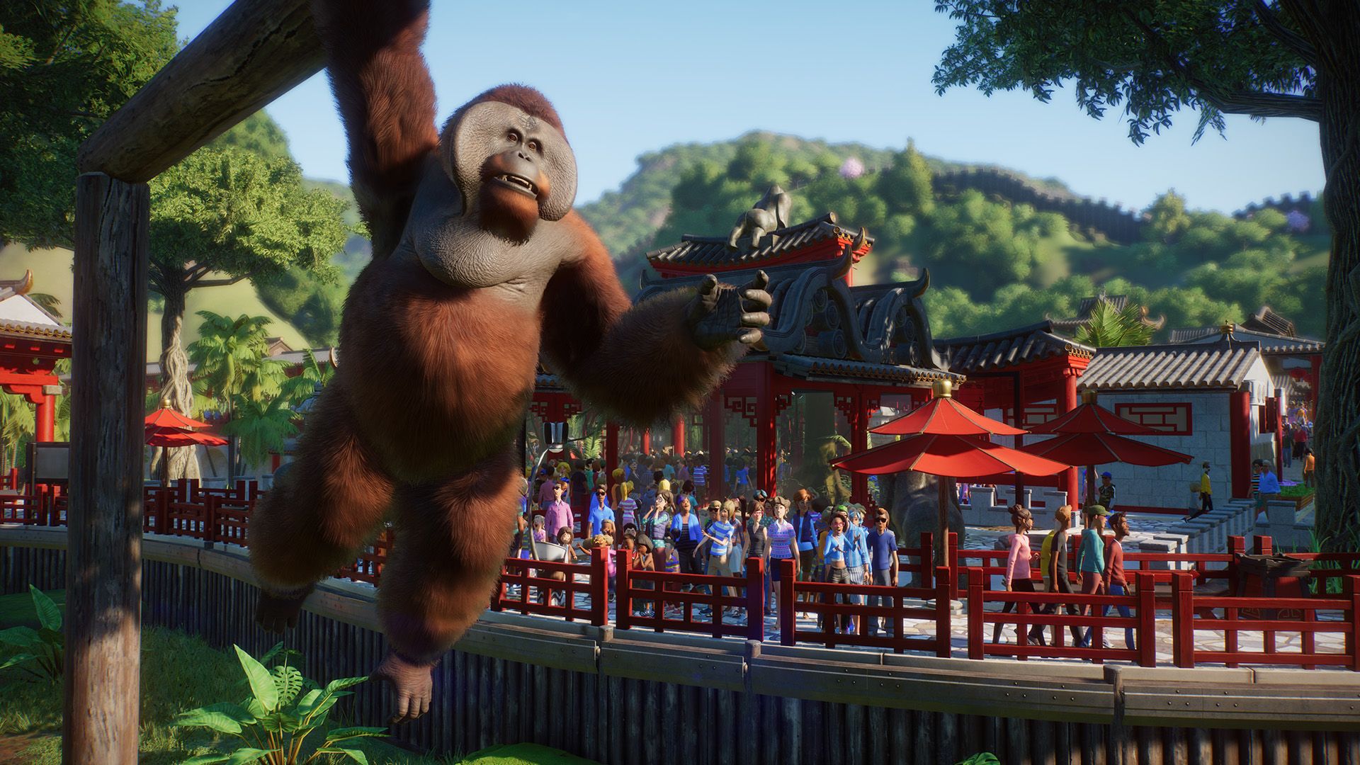 An orangutan swings in front of a viewing platform