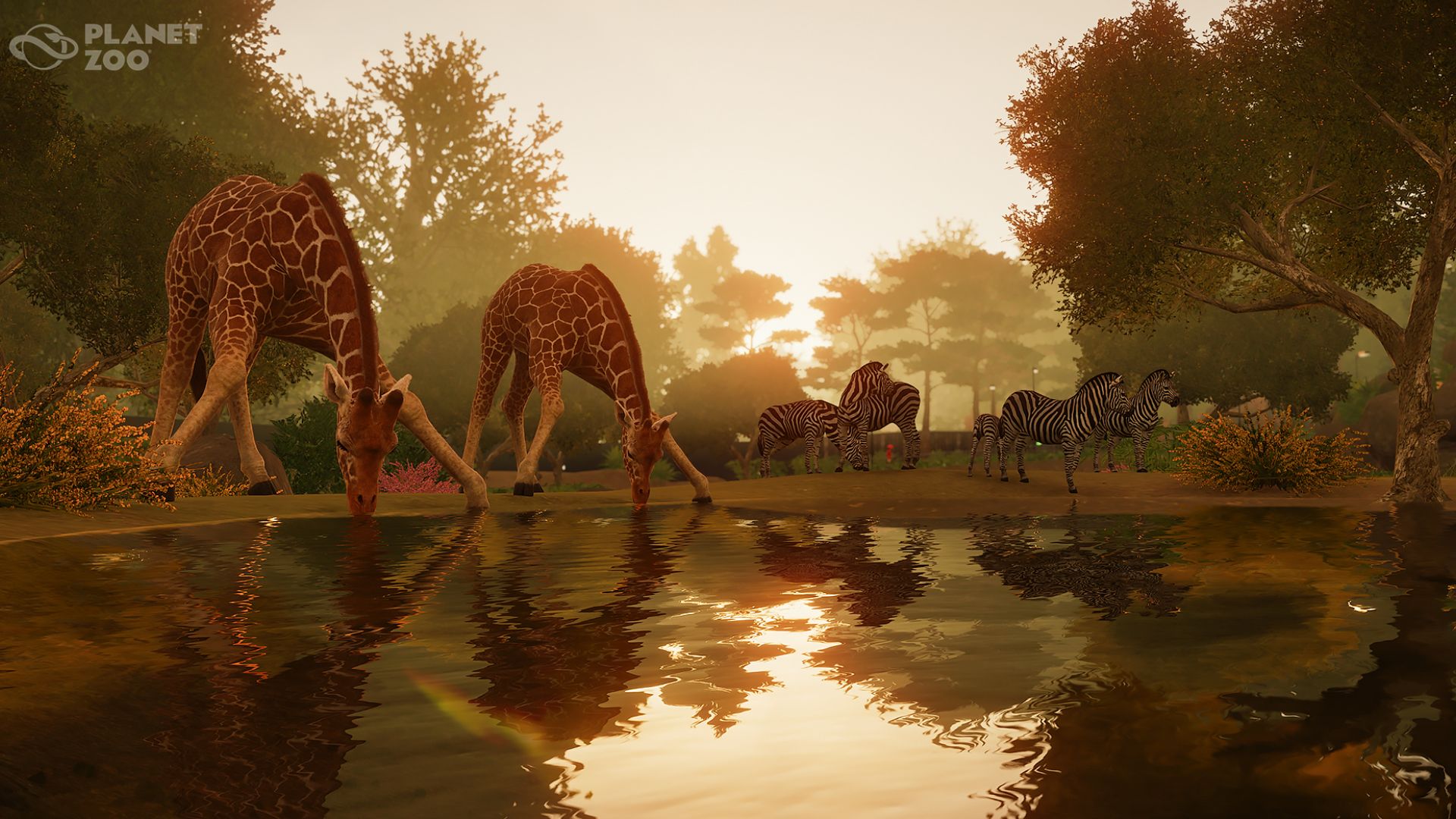 Planet Zoo console edition giraffes drinking as zebras are in the background.