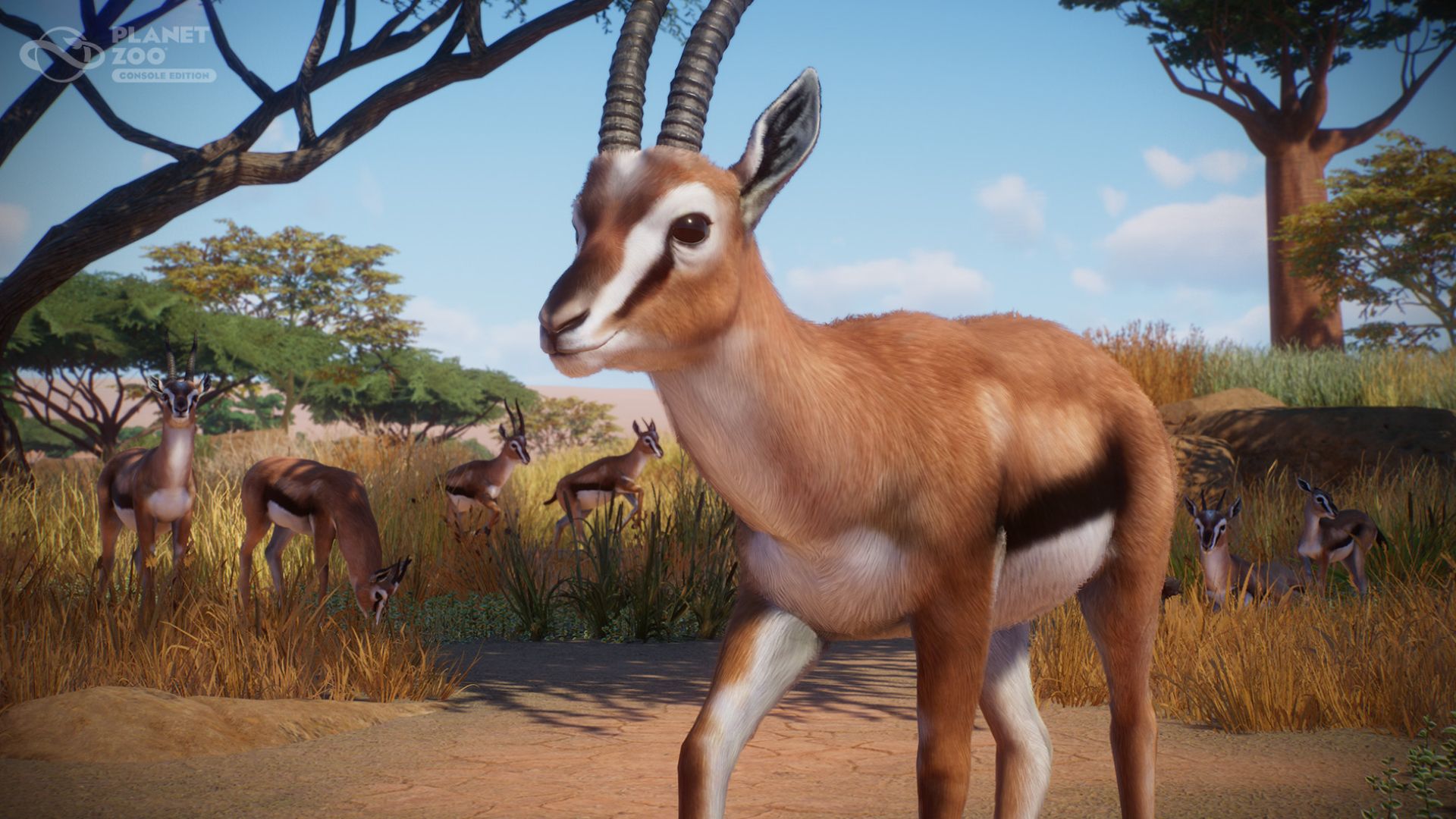 Planet Zoo COnsole Edition Tompsons Gazelle in a field with others behind them
