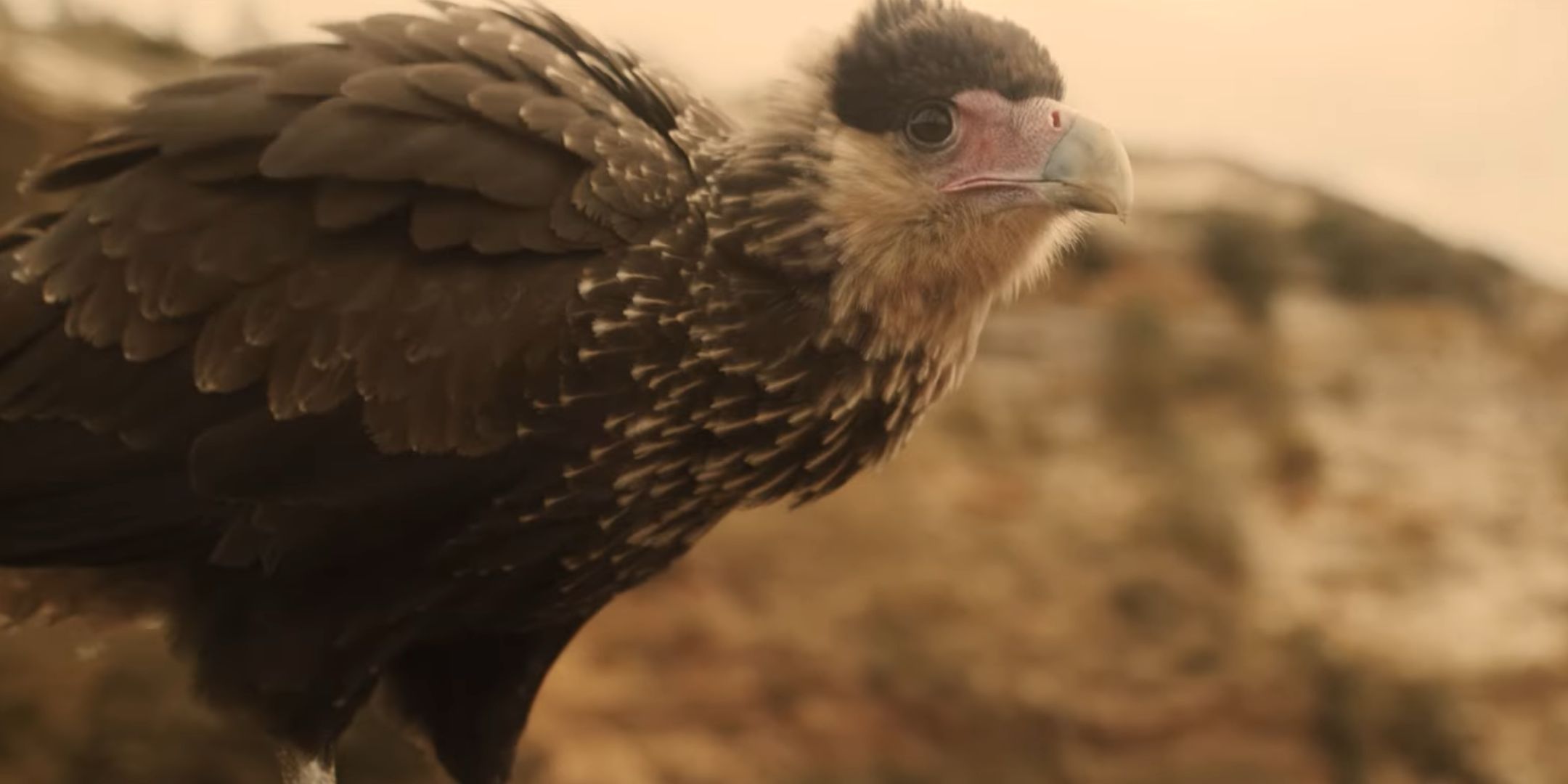 Assassin's Creed Mirage Kevin the Eagle