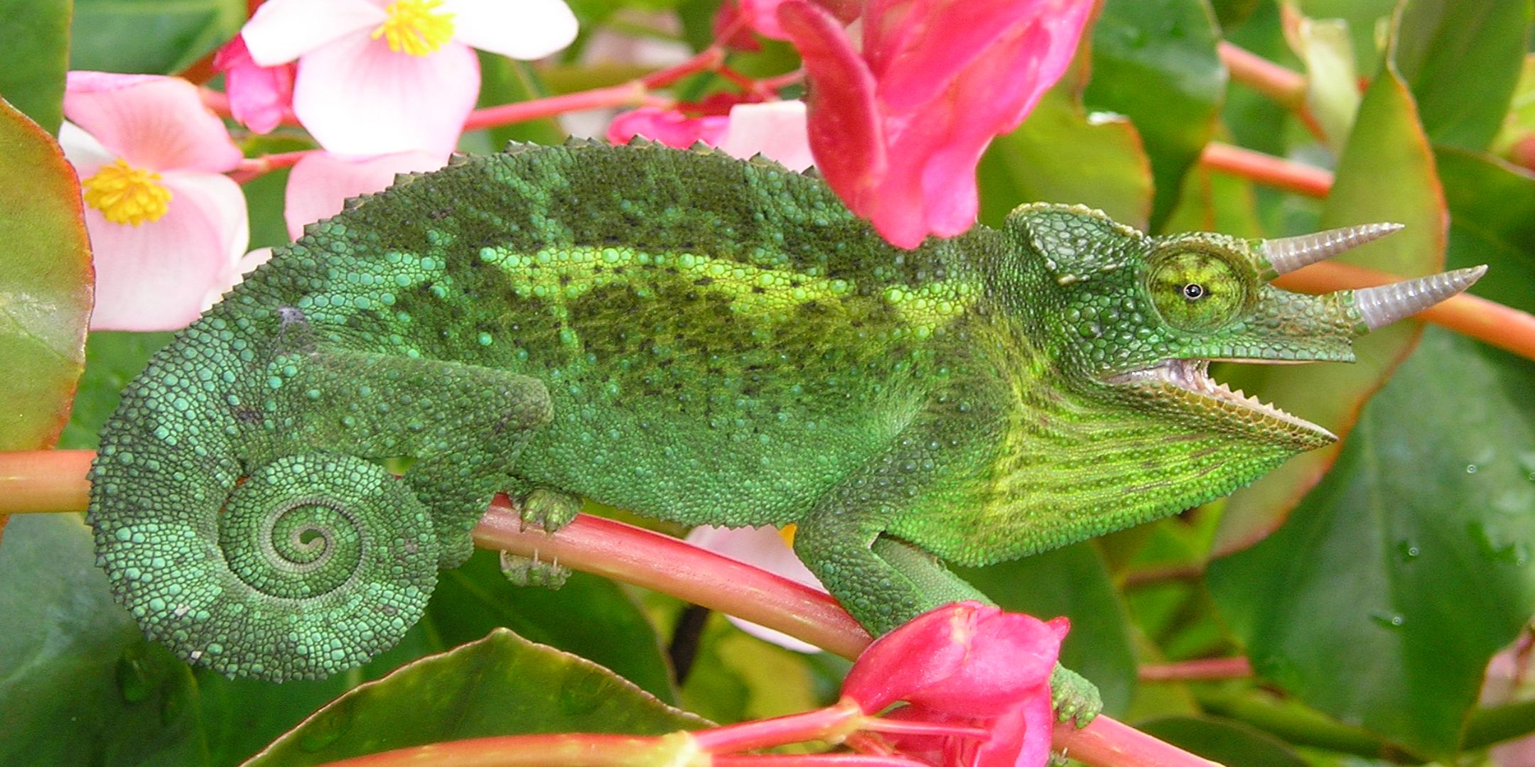 A feral Jackson's Chameleon on the island of Maui, Hawaii by Muhammad Mahdi Karim.