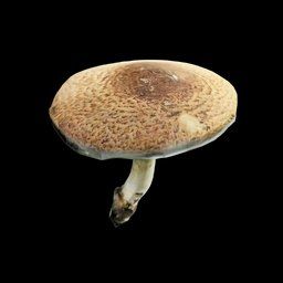 Agaricus Augustus Musrhoom in SCUM.