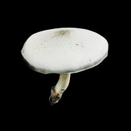 Agaricus Campestris Musrhoom in SCUM.