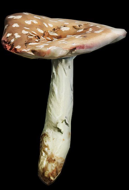 Amantia Pantherina Mushroom in SCUM.