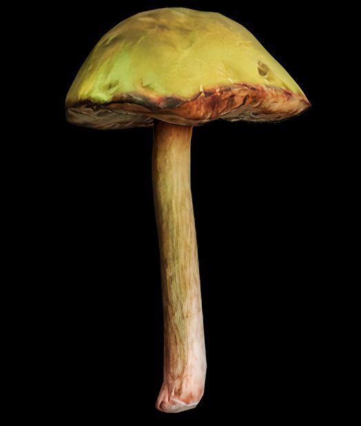 Amantia Phalloides Mushroom in Scum.
