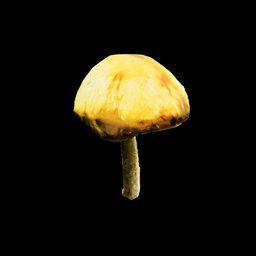 Armillaria Mellea Musrhoom in SCUM.