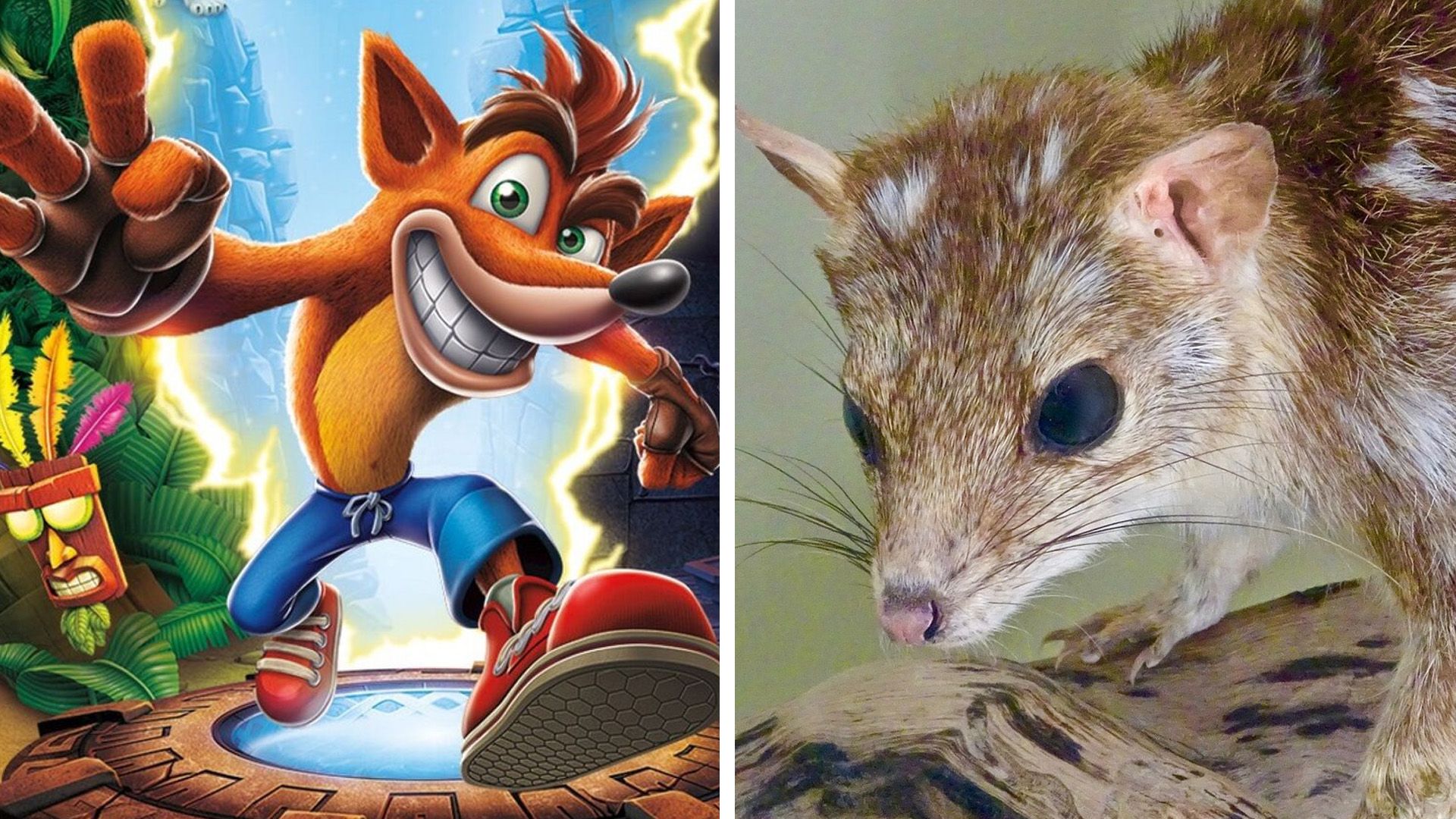 Crash Bandicoot on the left side and a real bandicoot on the right side.