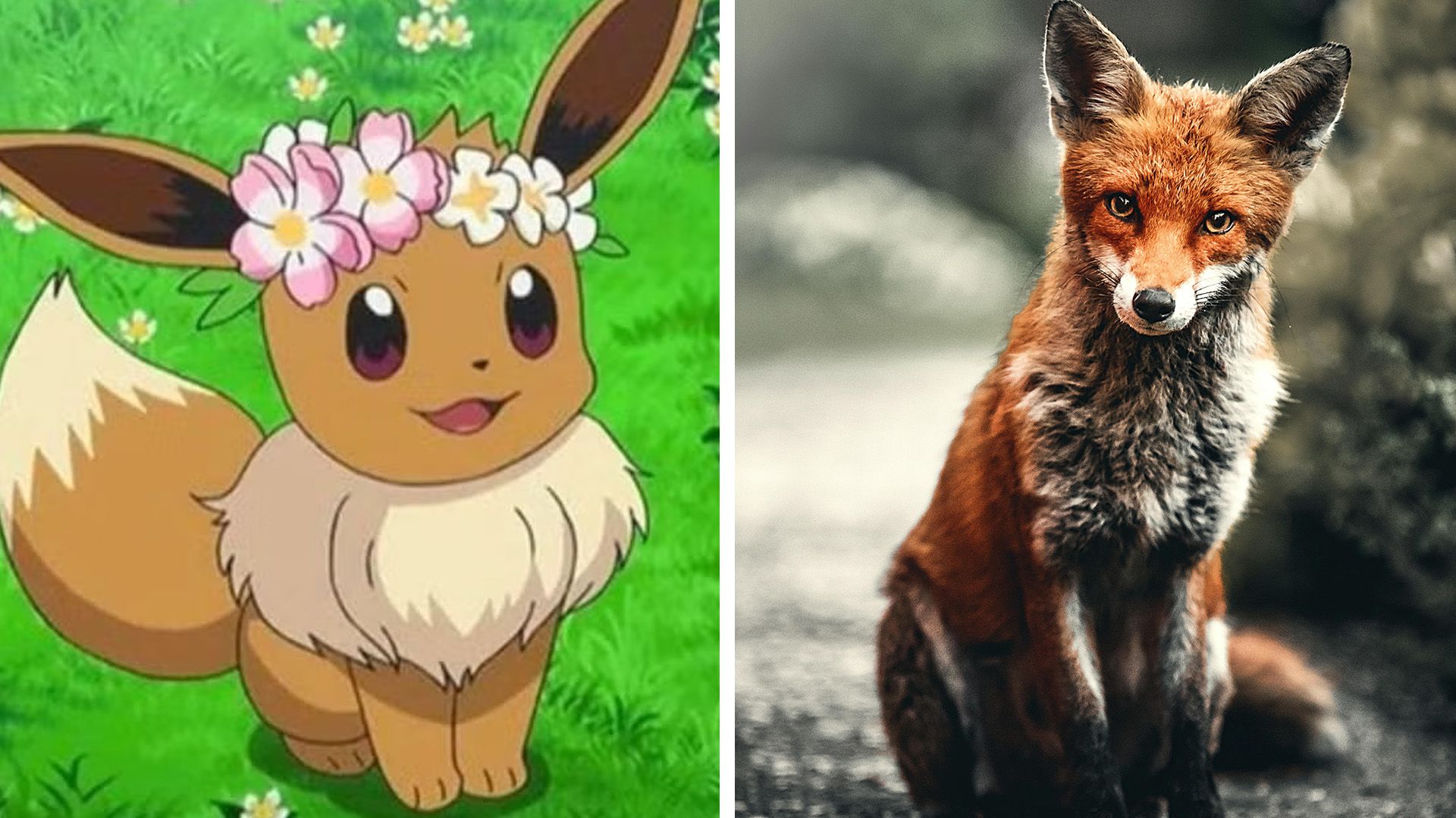 Eeevee from Pokemon on the left side and a real fox on the right side.