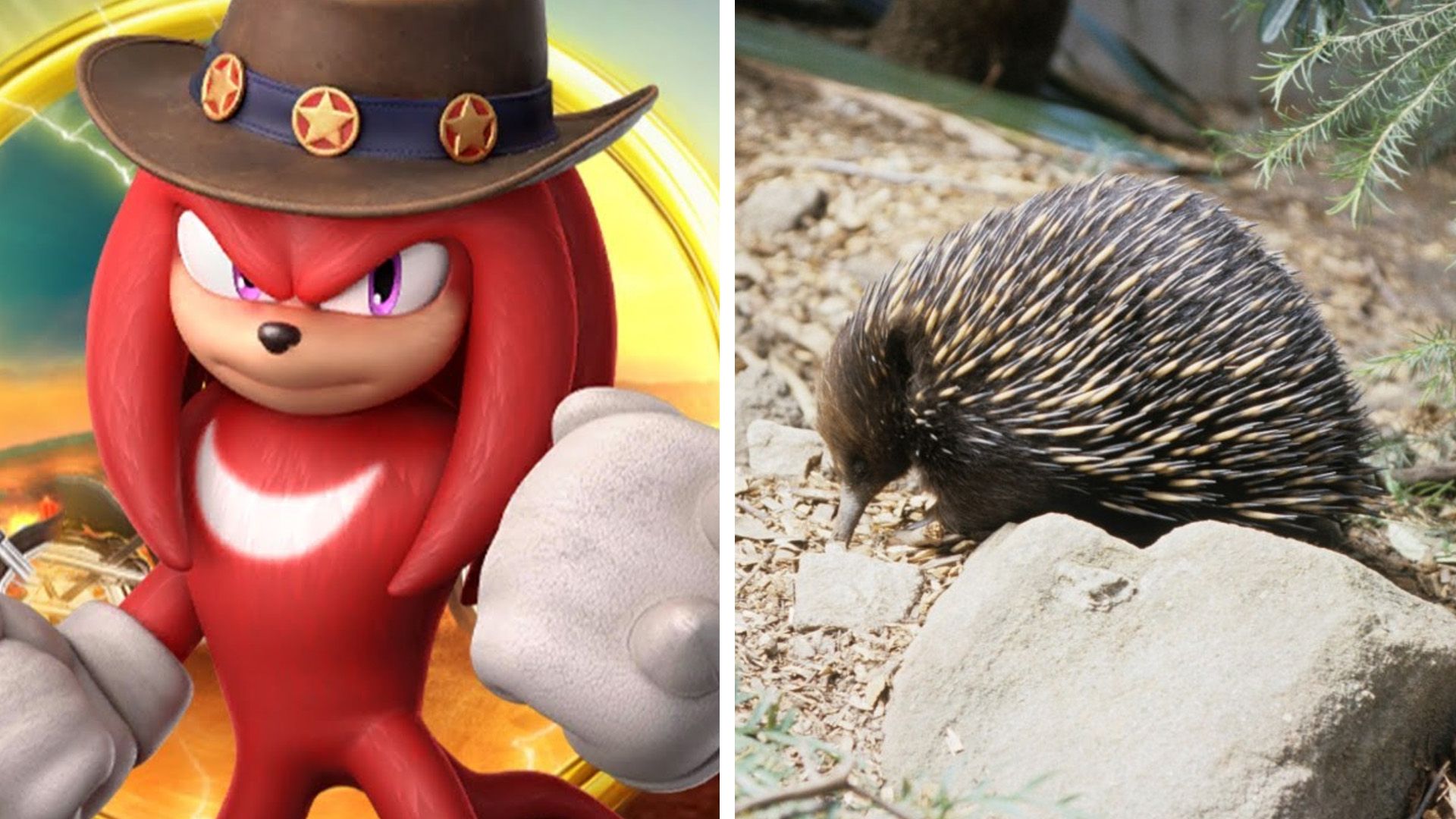 Knuckles on the left side and an echidna on the right side.