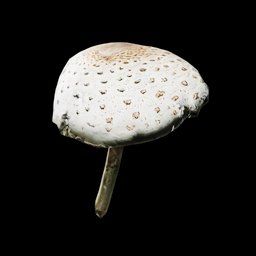 Lepiota Procera Musrhoom in SCUM.
