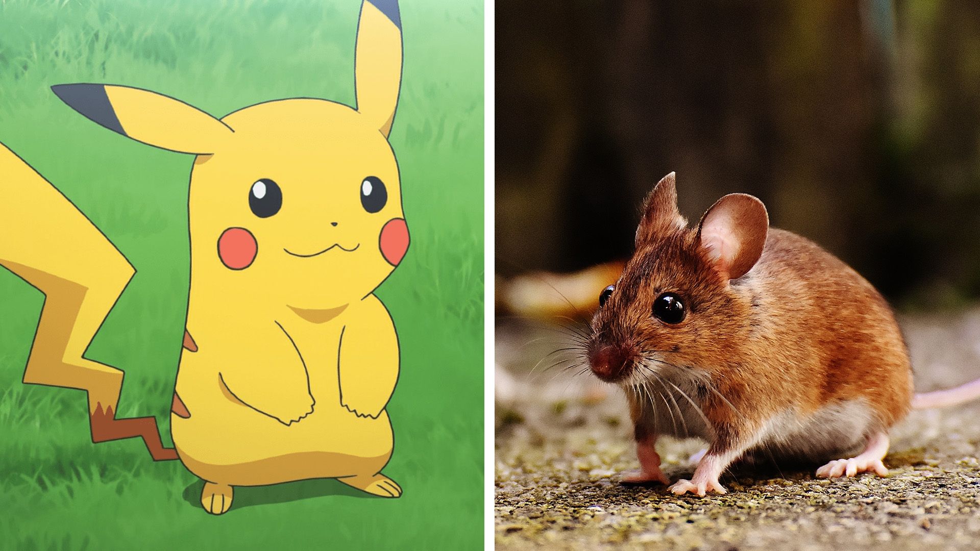 Pikachu on the left side and a rodent on the right side.