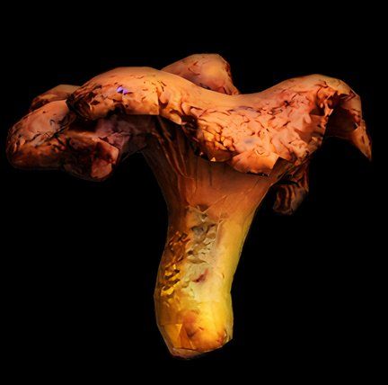 Psilocybe Cyanescens Mushroom in SCUM.