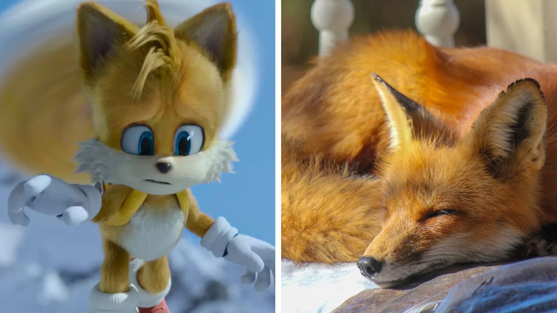 Tails on the left side and a sleeping fox on the right side.
