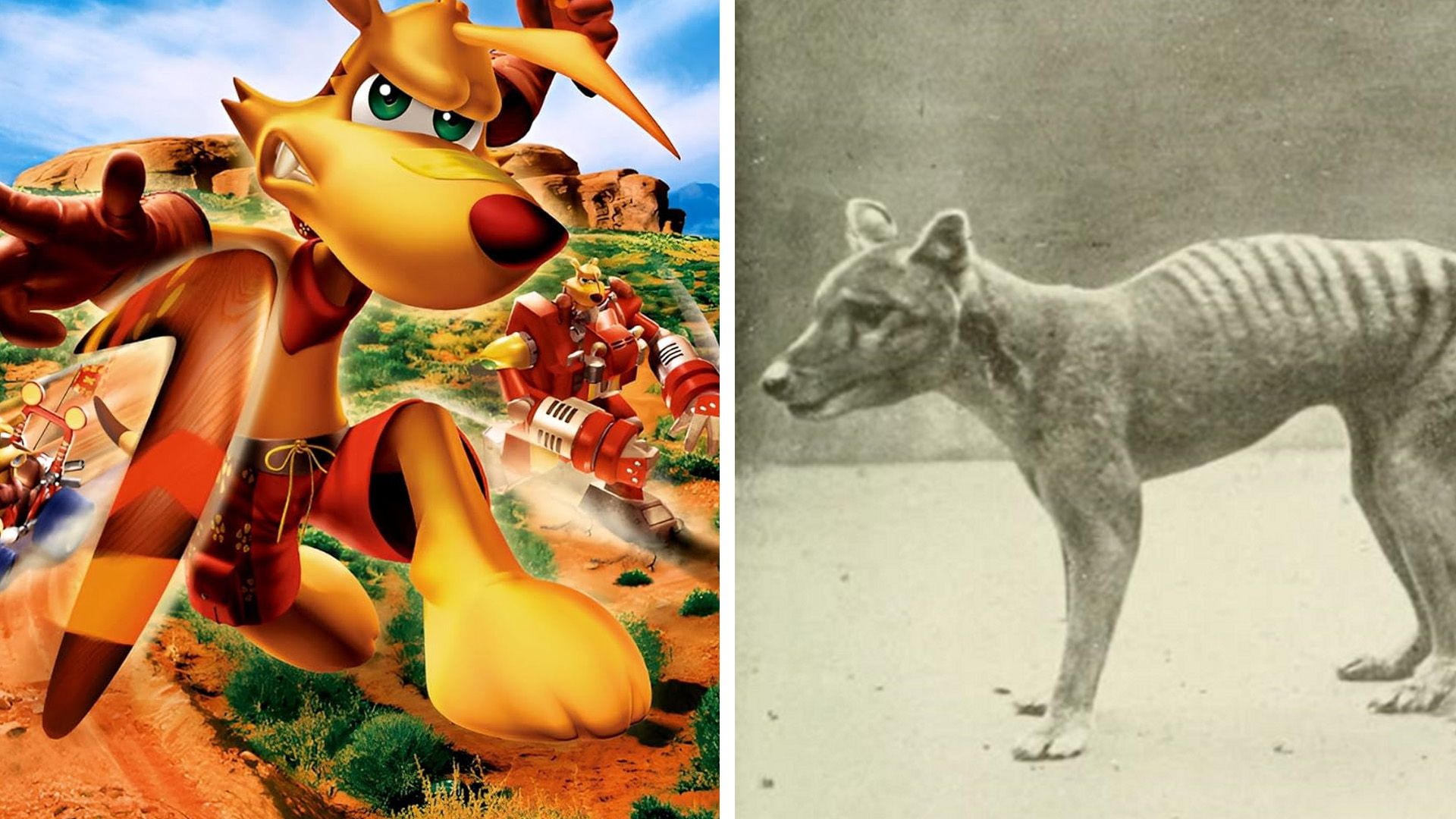 Ty the Tasmanian Tiger on the left side and a real extinct tasmanian tiger on the right side.