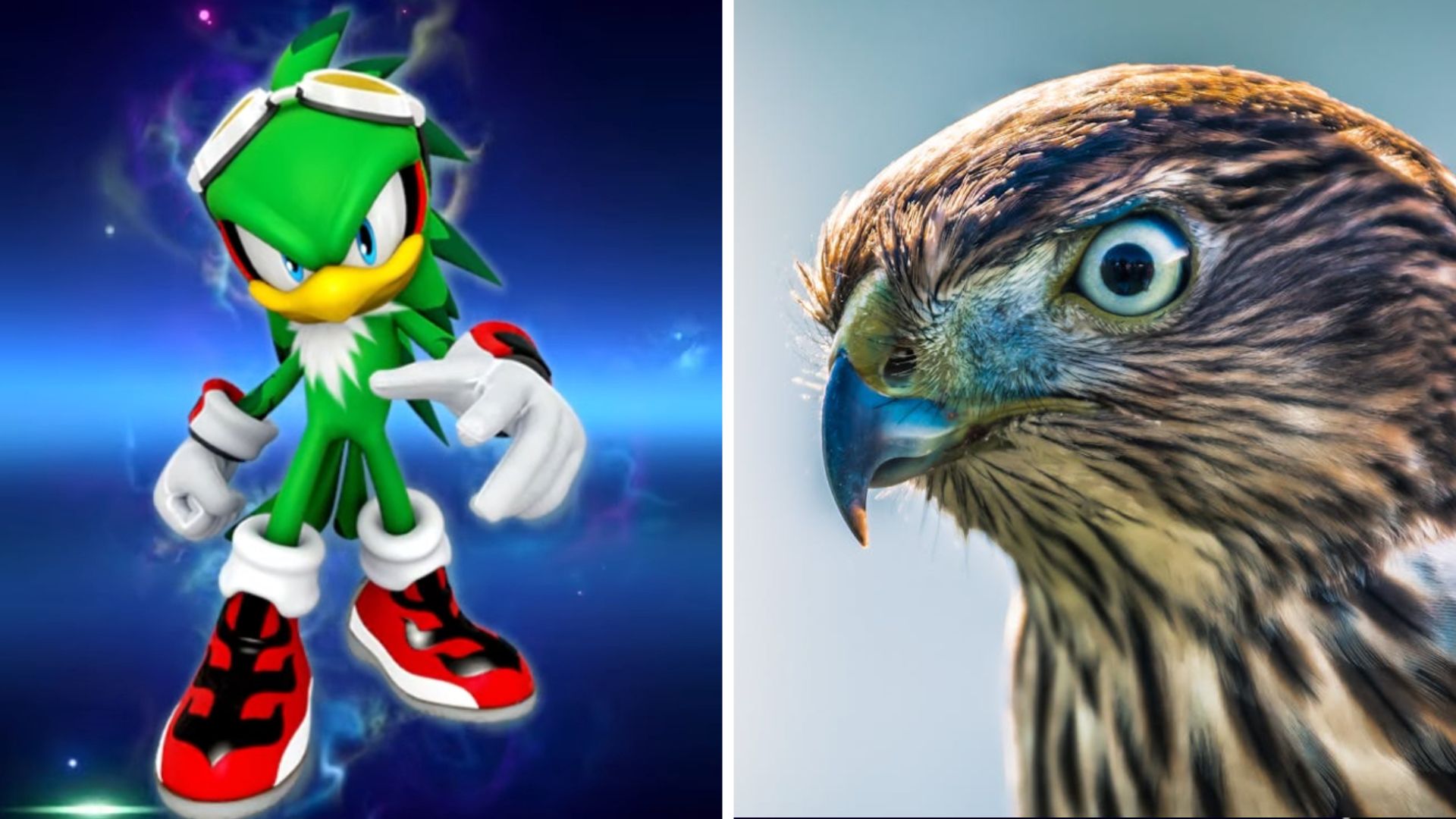 Jet The Hawk on the left side and a real red hawk on the right side.