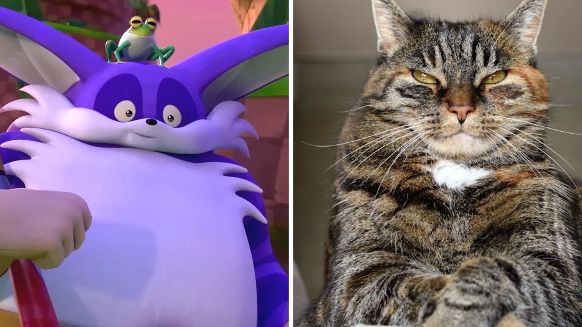 Big the Cat on the left side and a real cat on the right side.