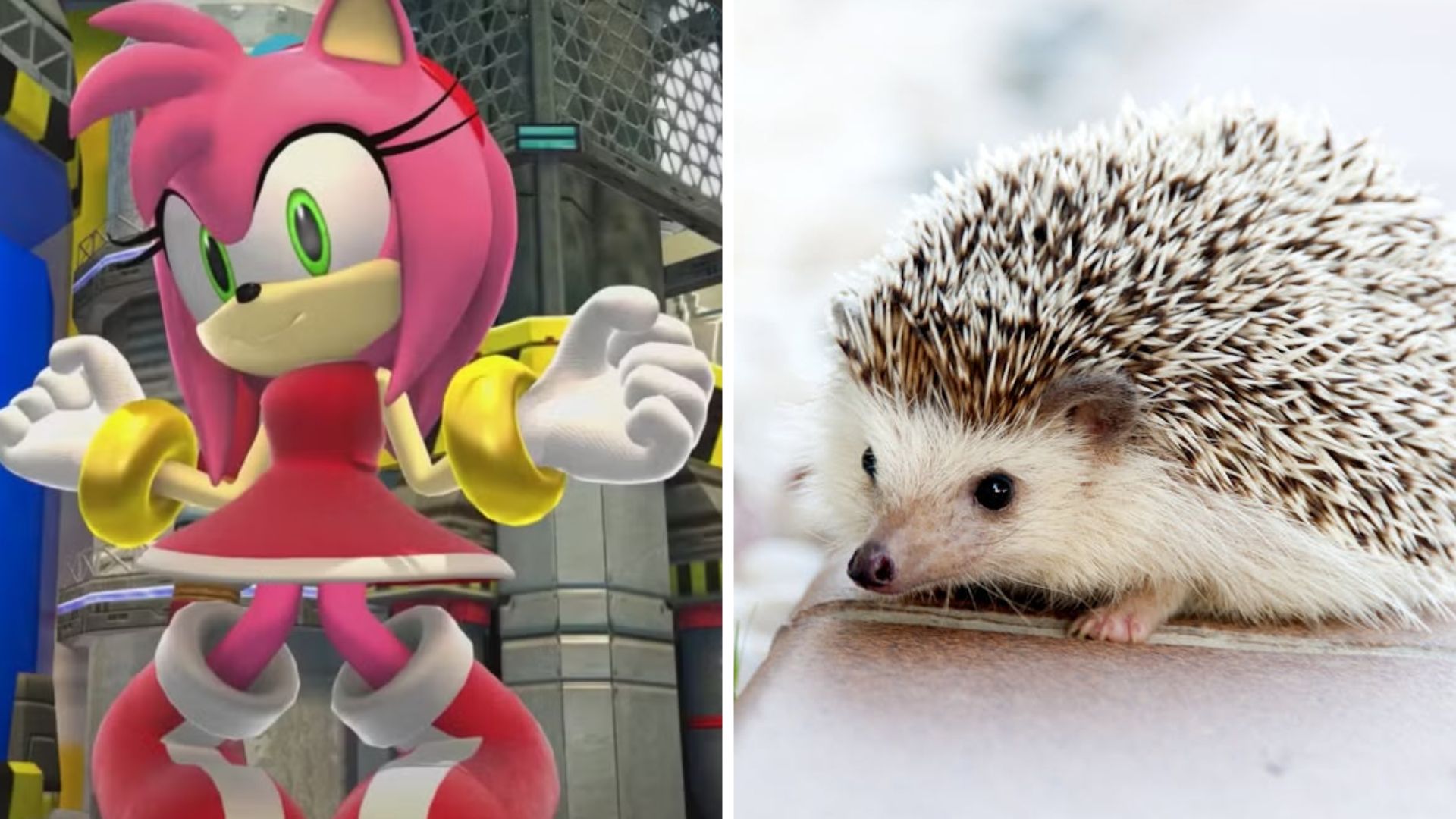 Amy Rose on the left side and a real hedhehog on the right side.