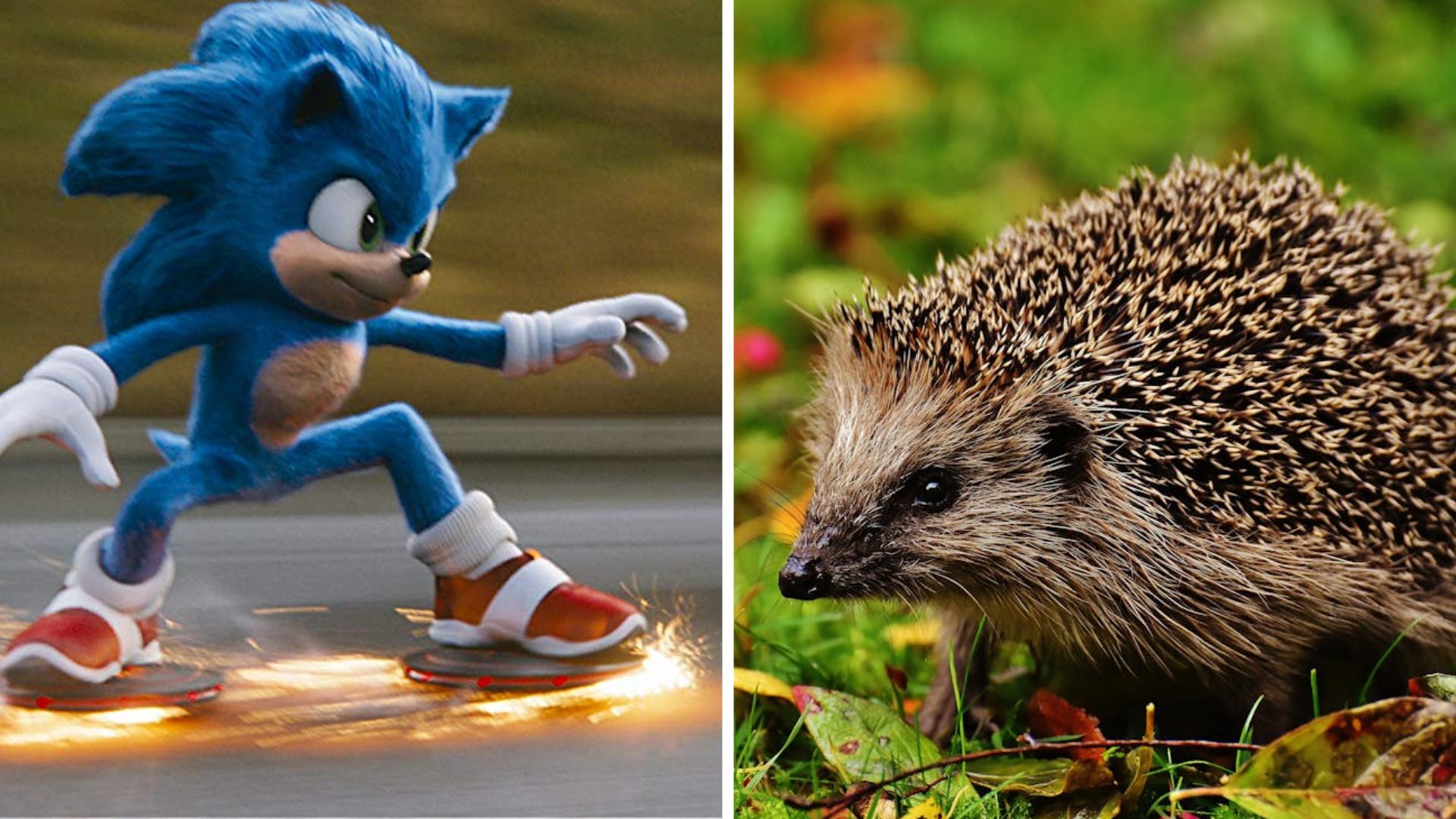 Sonic the Hedgehog on the left side and a real hedgehog on the right side.