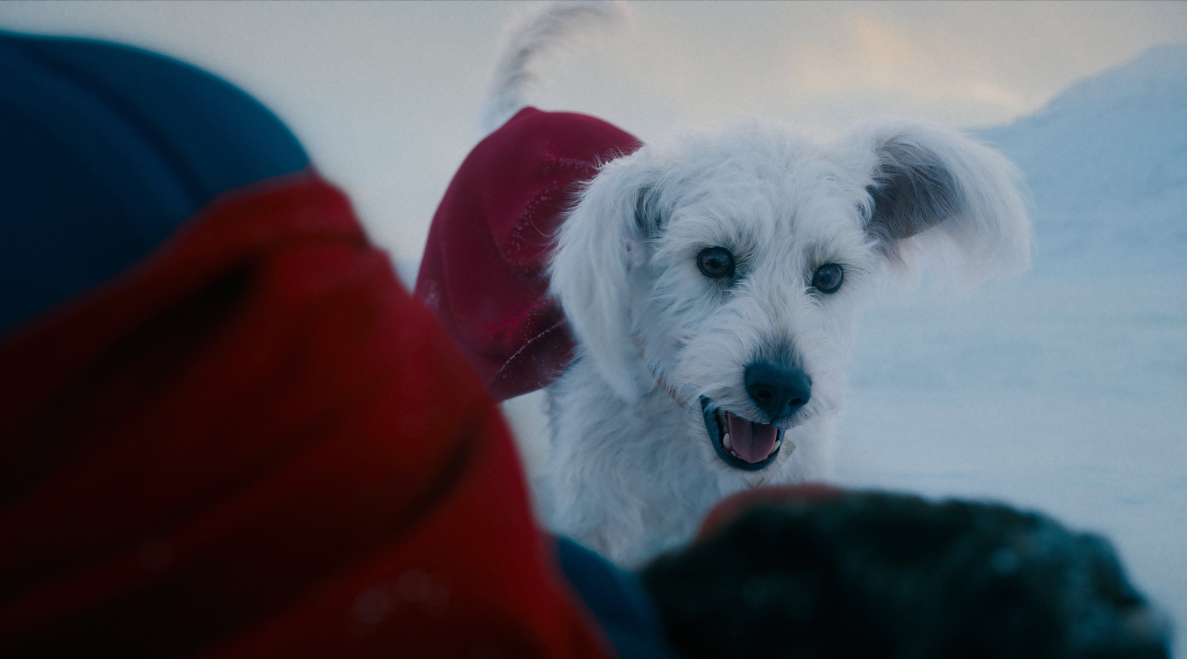 Krypto in Superman.