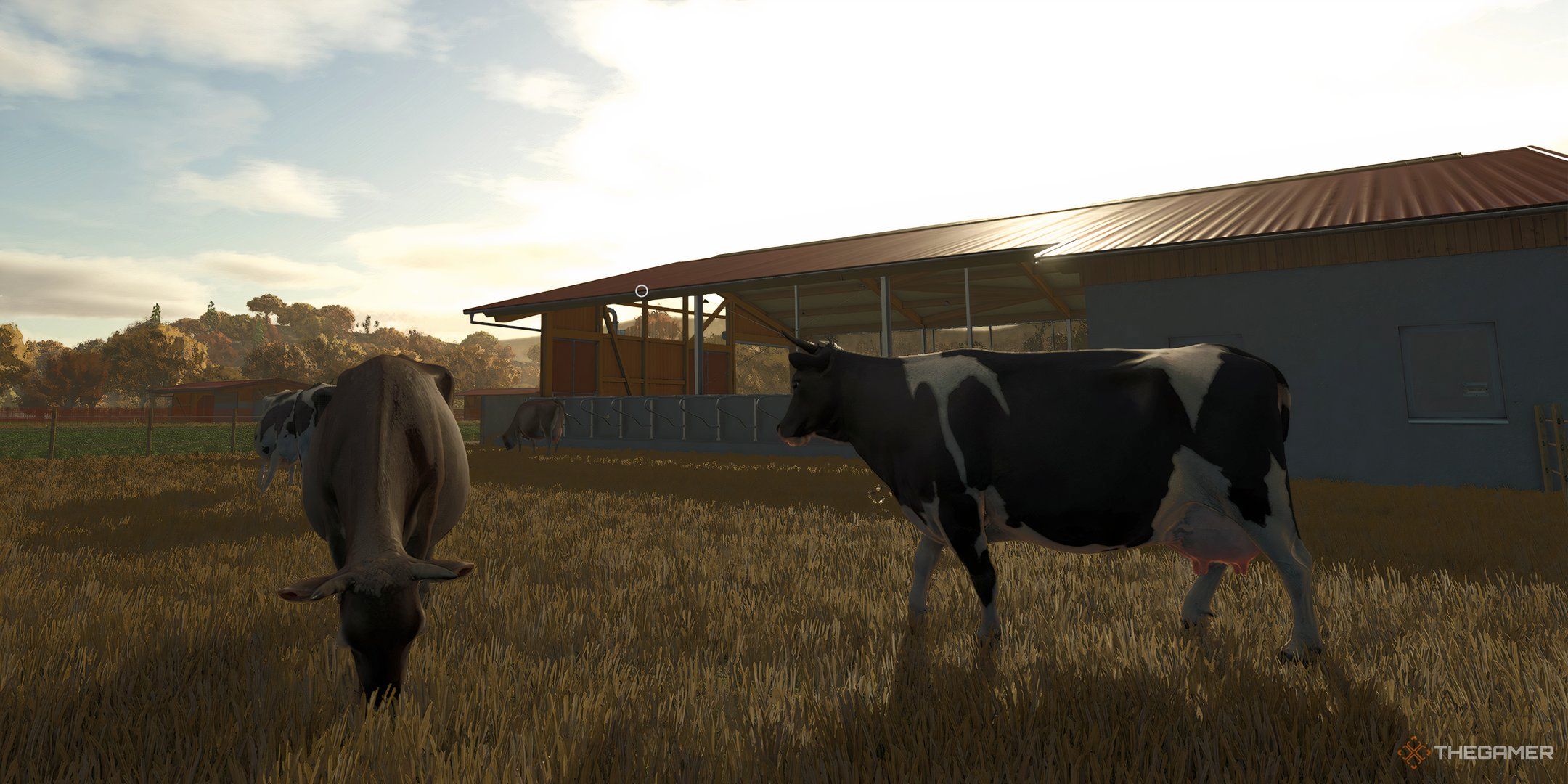One cow eating grass and another walking in Farming Simulator 25.