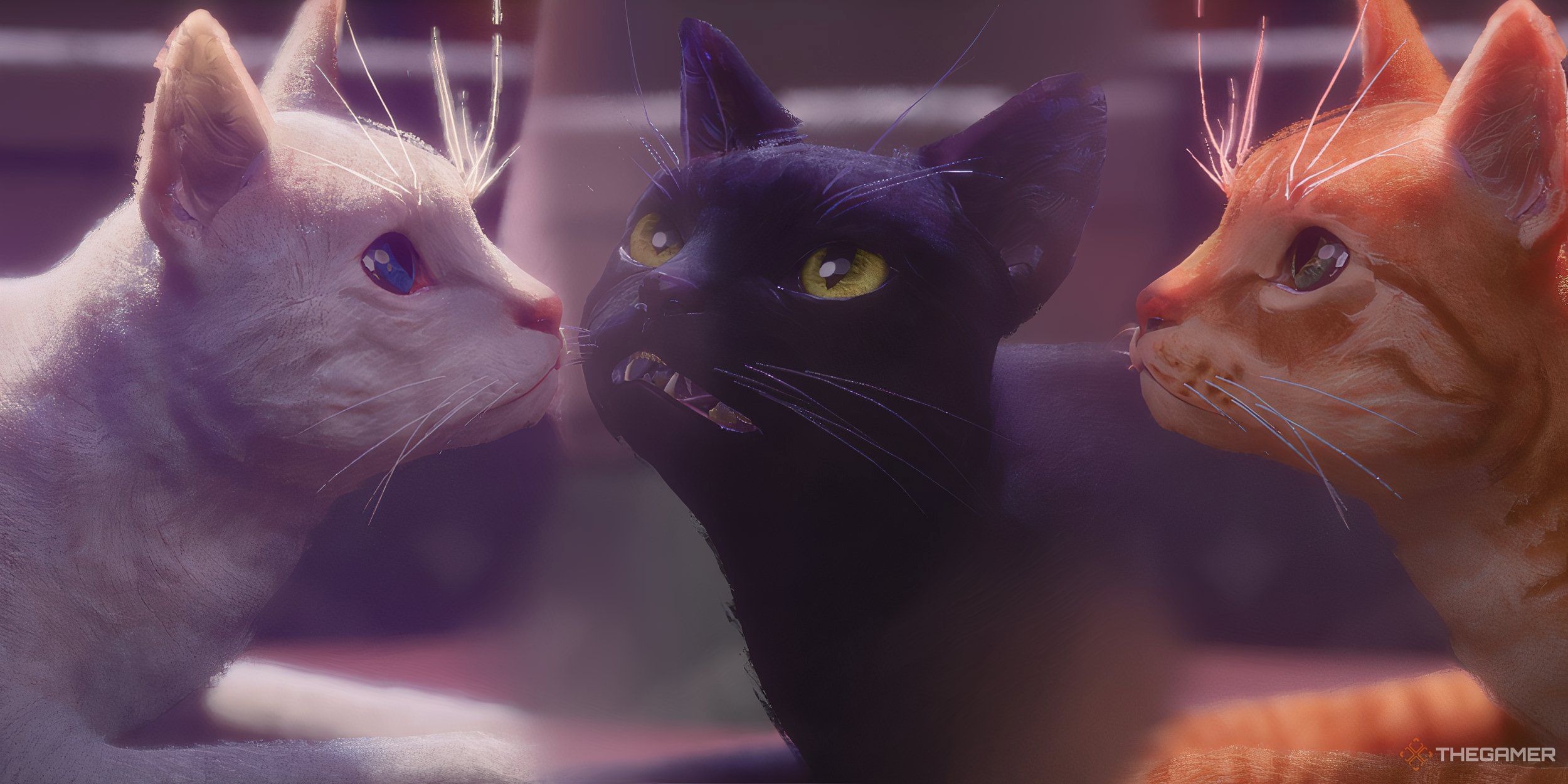 Collage of white, black, and orange cats.