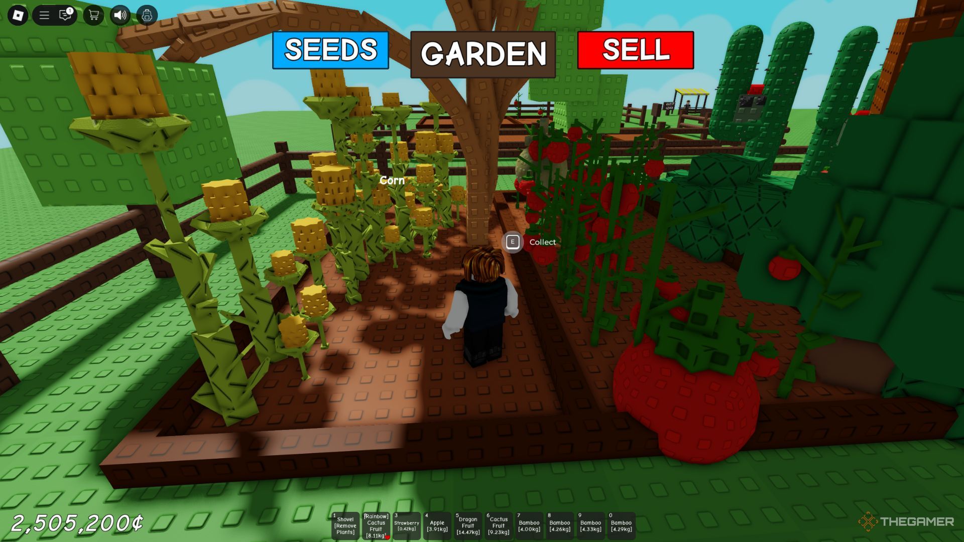 The player character shows his garden full of tomatoes and corn in Grow A Garden.