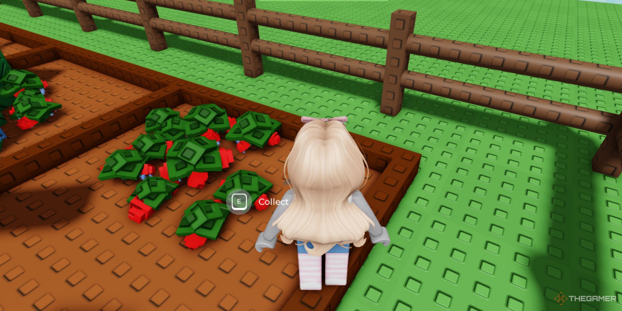 The strawberries are growing on the field in Roblox Grow A Garden.
