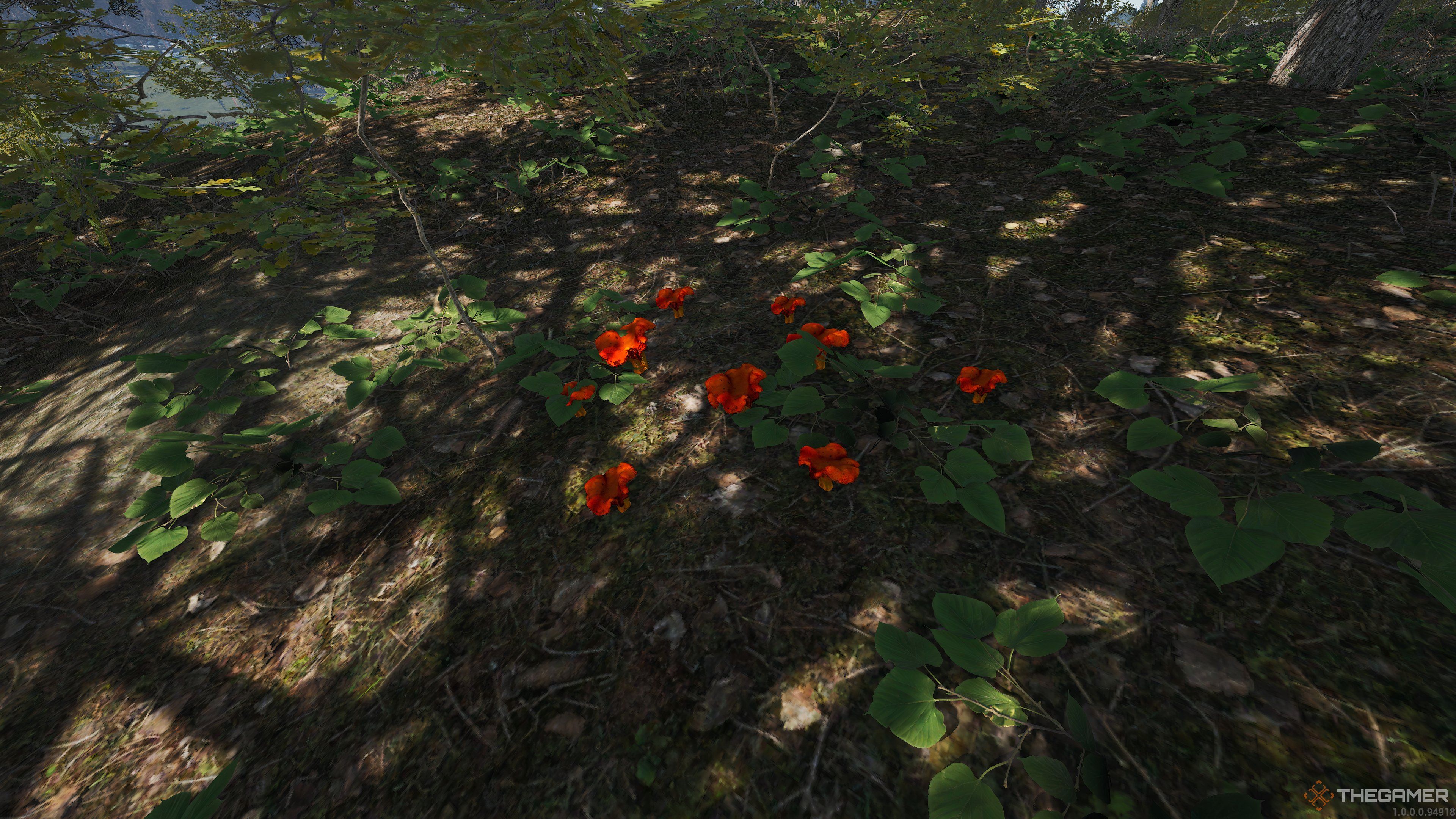 An orange red group of Psilocybe Cyanescens mushrooms on the forest floor in SCUM.