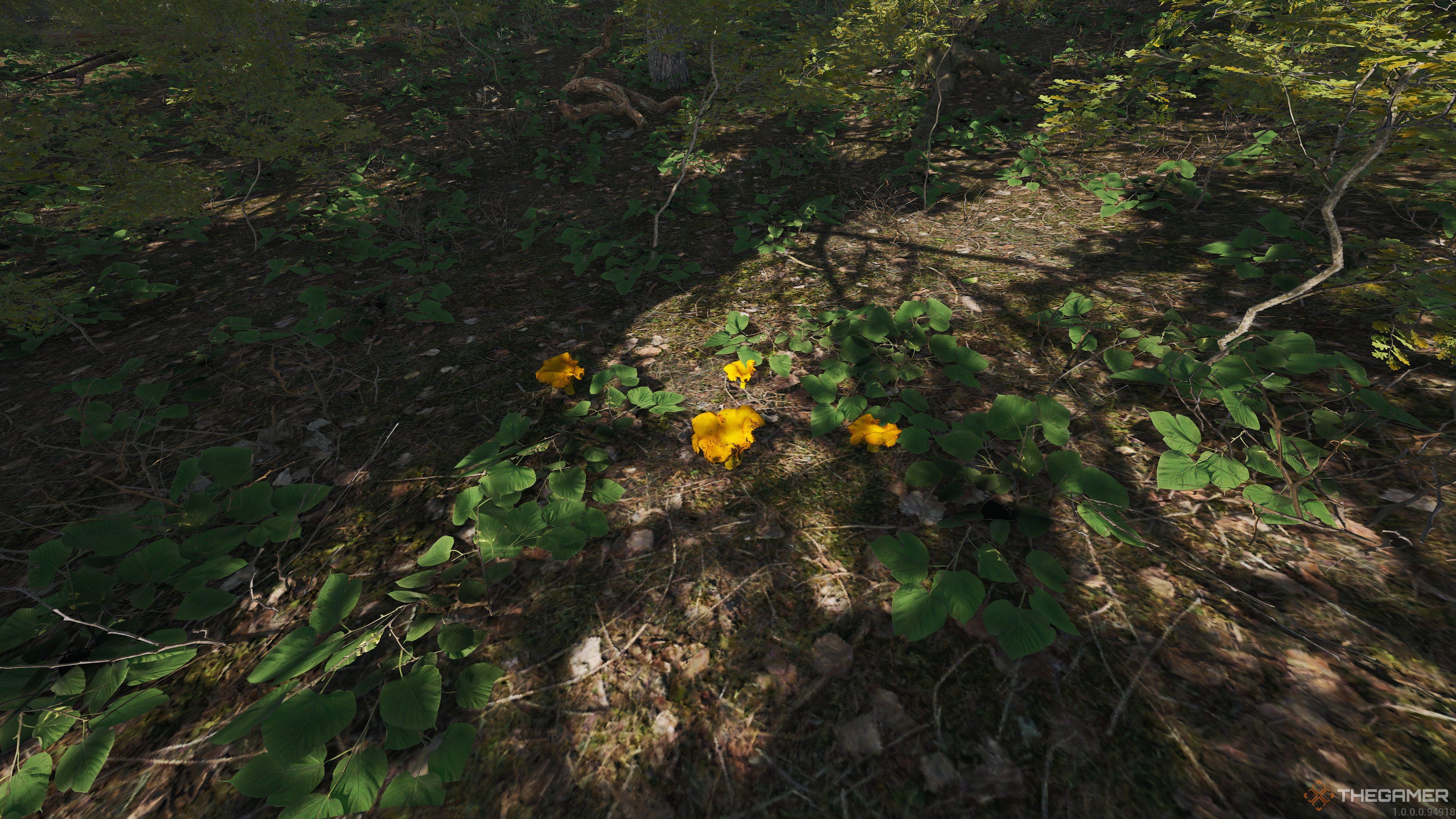 Some Cantharellus Cibarius mushrooms on the forest floor in SCUM.