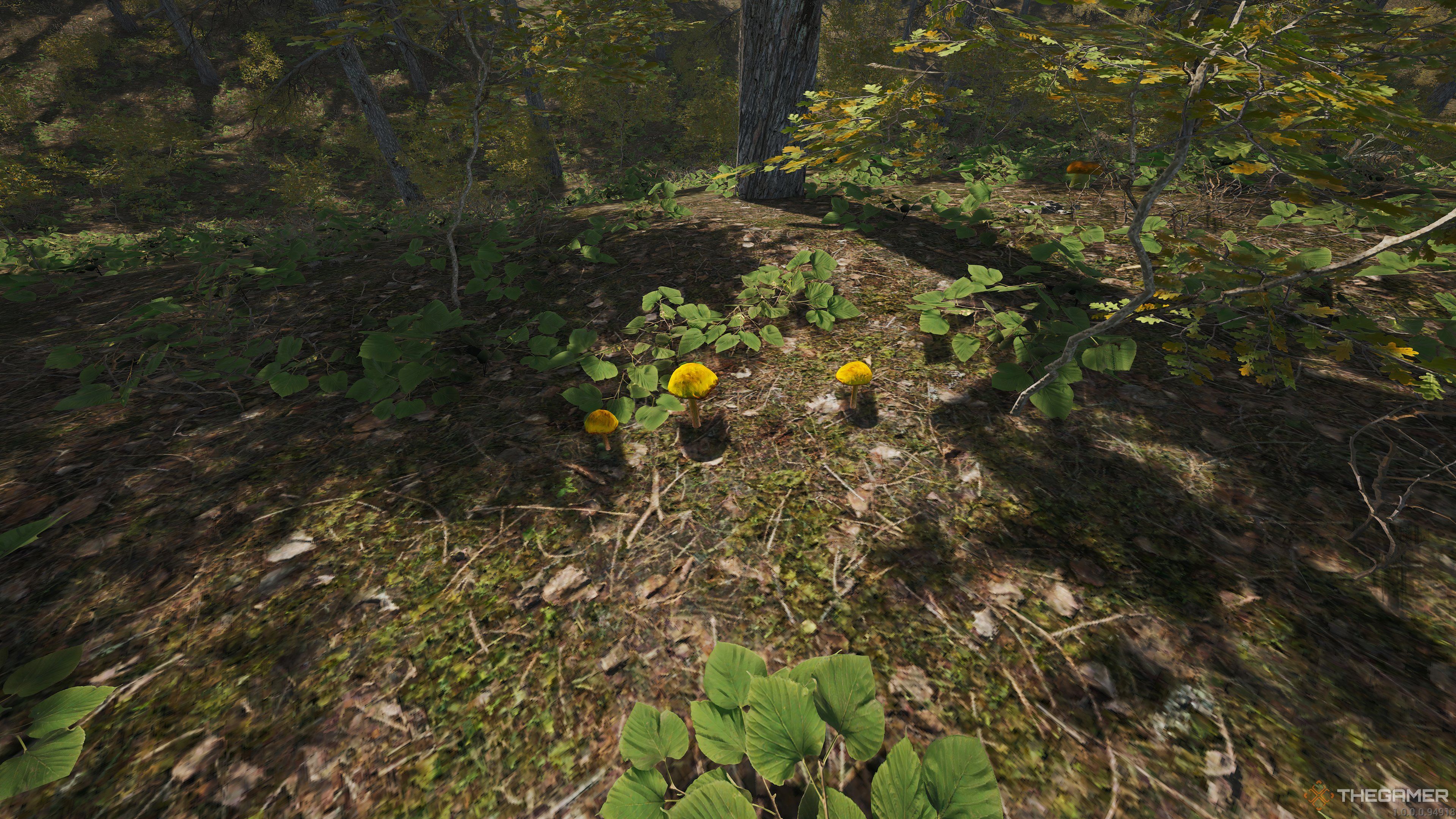 Three Amantia Phalloides in a dry forest in SCUM.