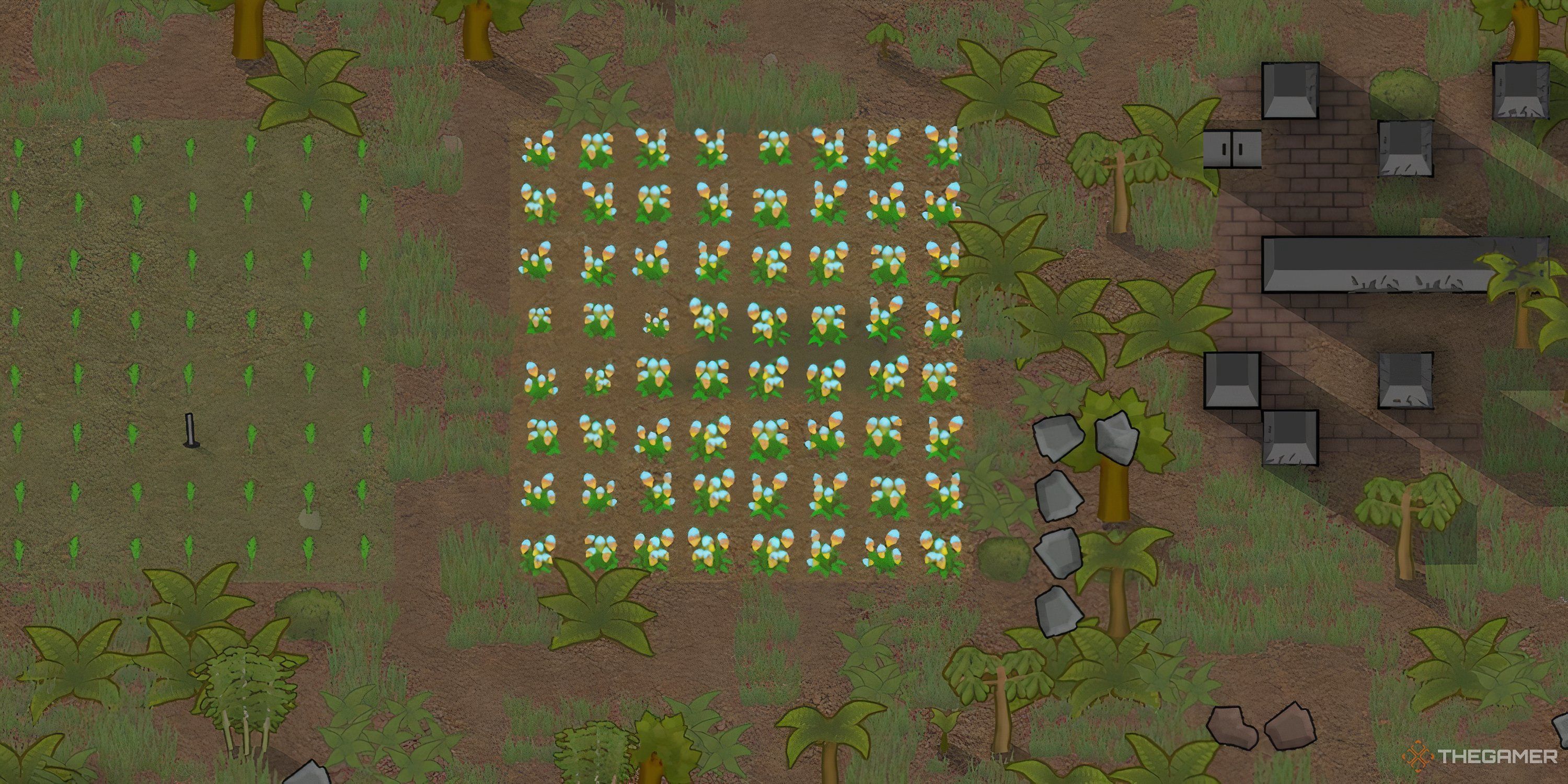 A field of Tinctoria in Rimworld.