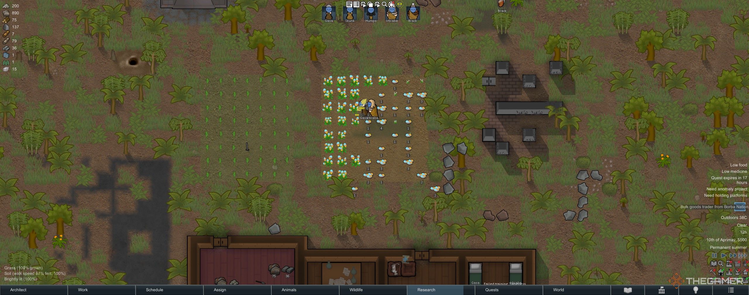 Harvesting Tinctoria in Rimworld.