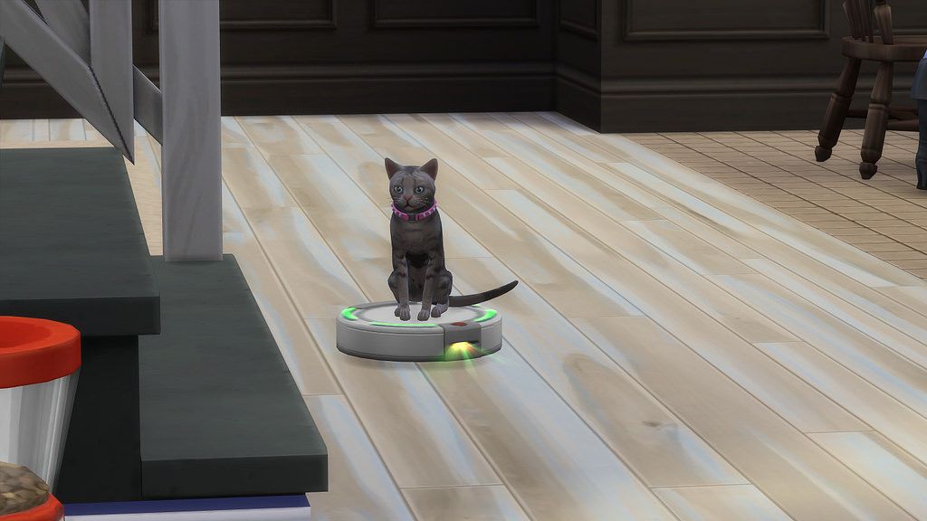 cat on a robot vacuum