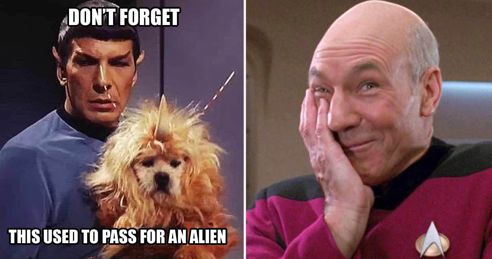Boldly Go: Hilarious Star Trek Memes Only True Fans Will ...
