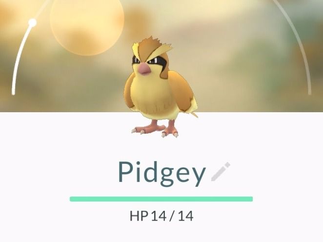 5- Pidgey