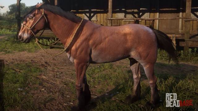 Red Dead Redemption 2 10 Best Horses Ranked Thegamer