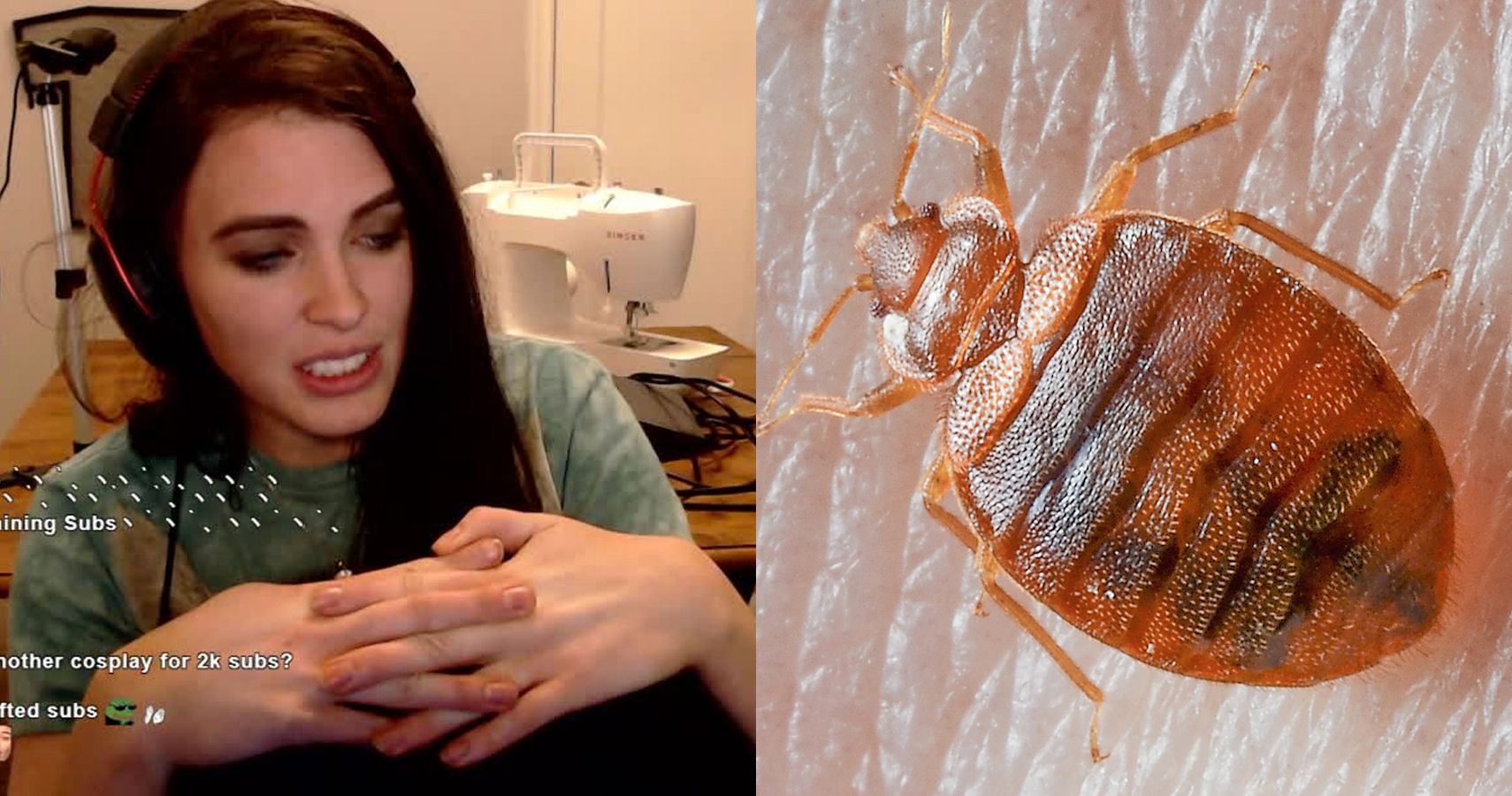 Twitch Streamer Says She Used Bed Bugs to Get Revenge on Abusive