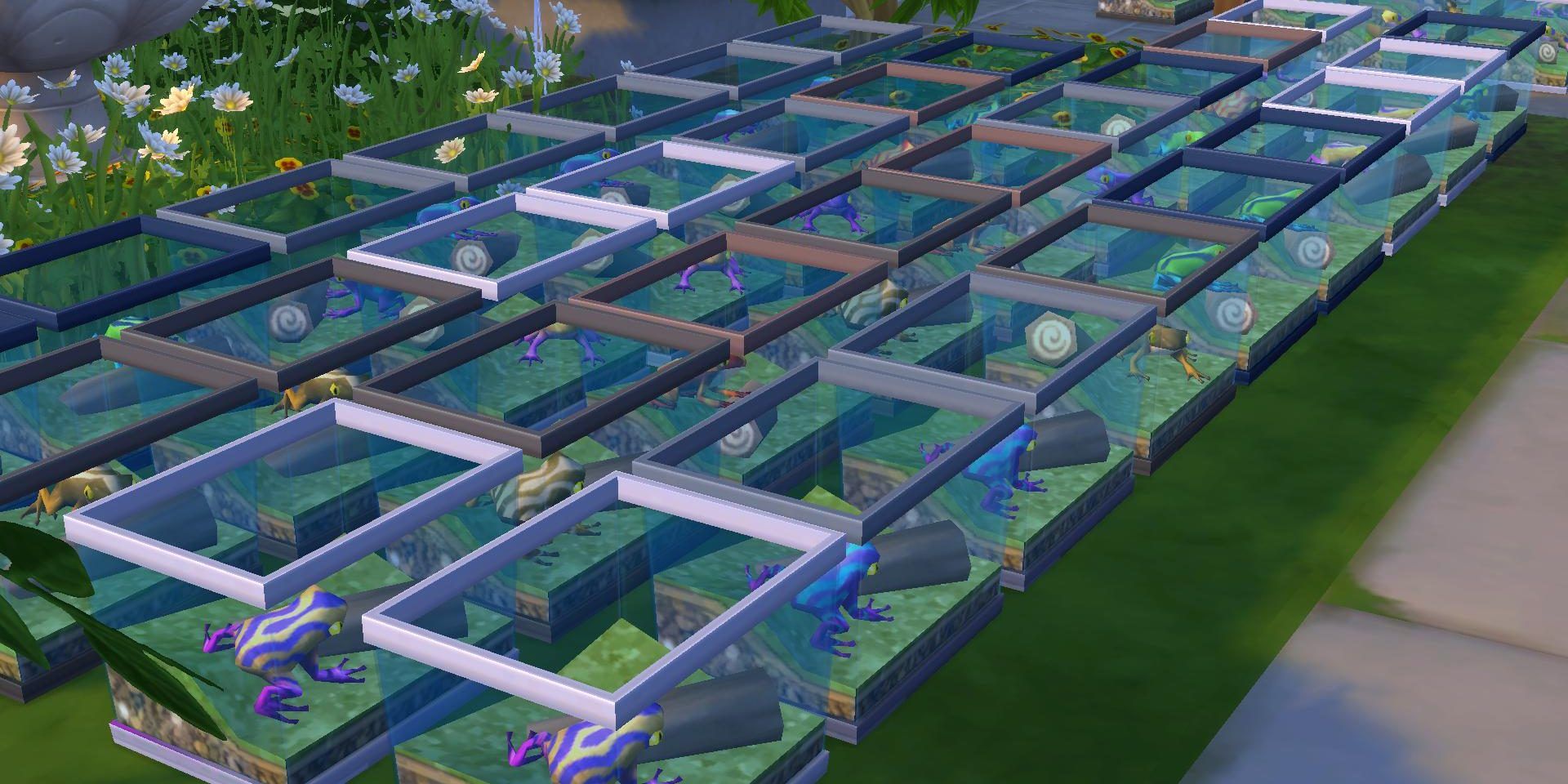 a large amount of frogs all in a line in sims 4